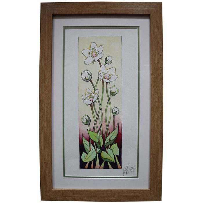 Grass-of-Parnassus - Plaque
